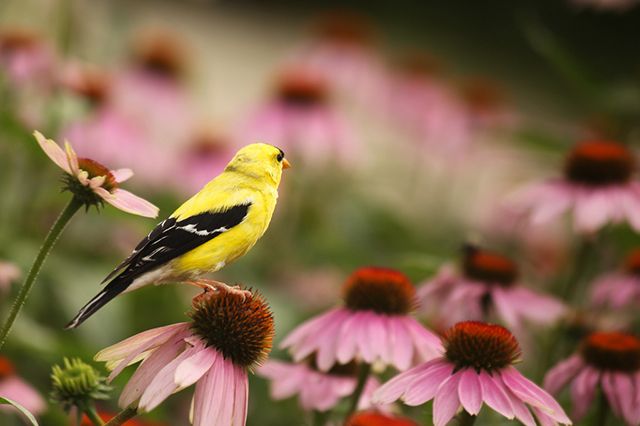 Q A With Ryan Harrigan On West Nile Virus Silent Killer Of Songbirds 